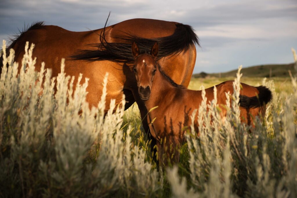 A mare and foal enjoying the grass amid a lot of sagebrush.