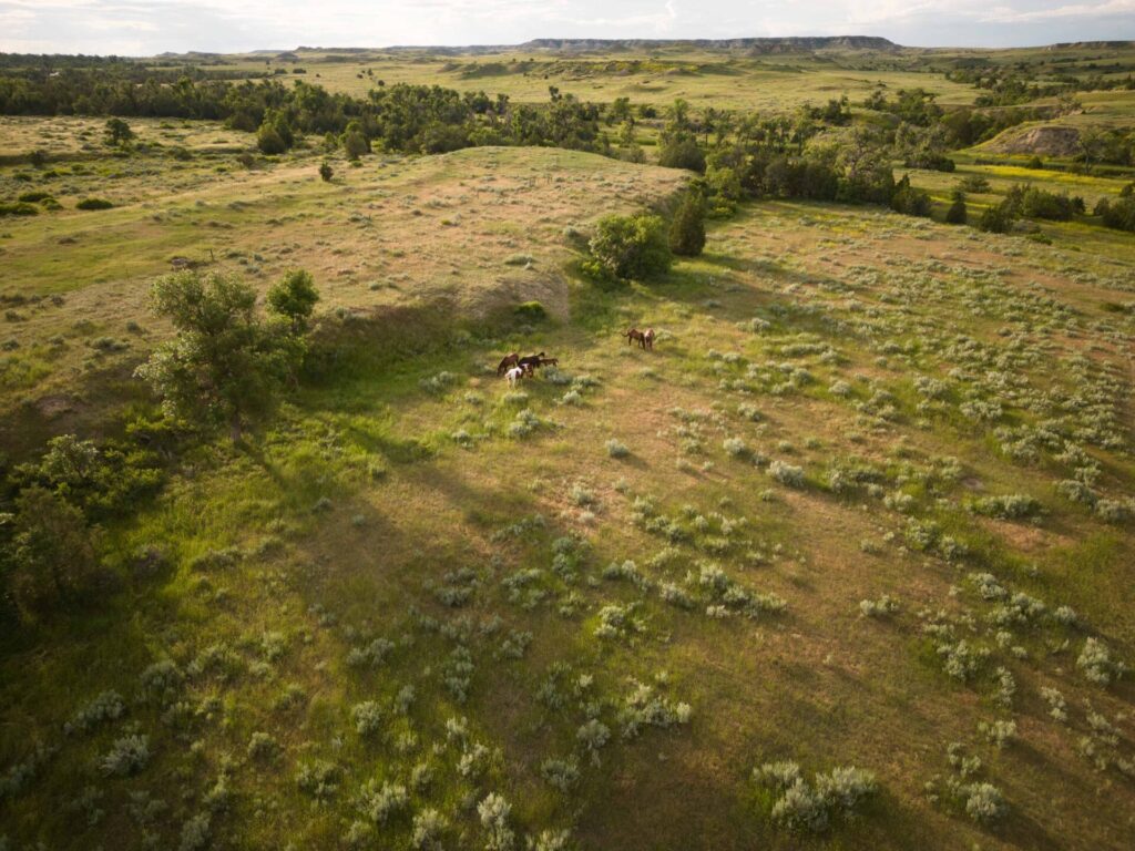 Drone view of a pasture with horses, grass and sagebrush.
