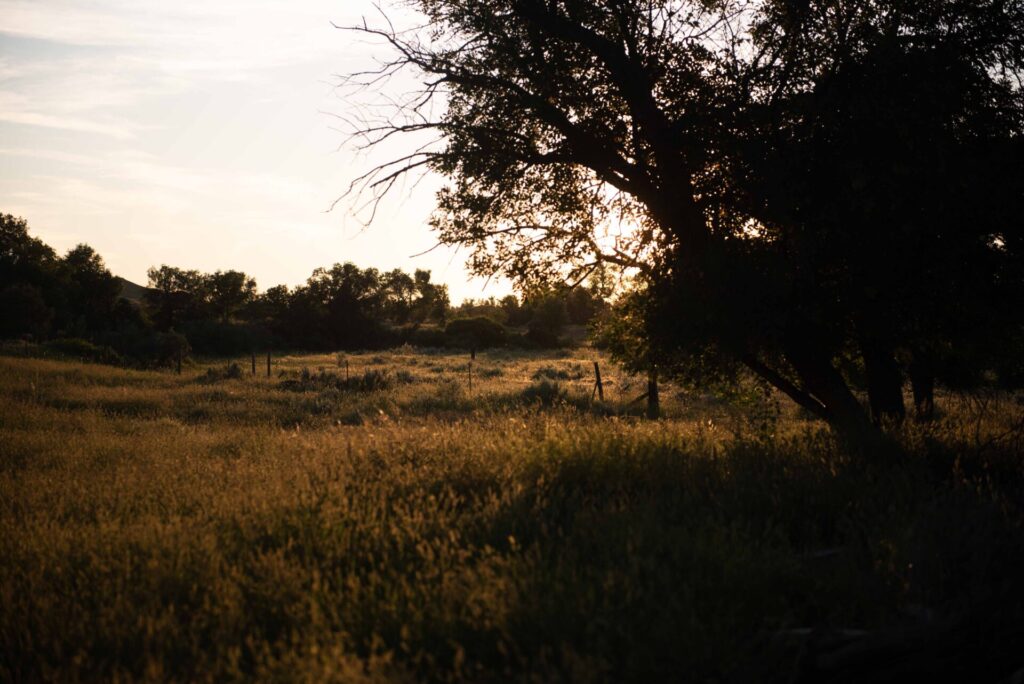 Peaceful evening in a lush pasture.