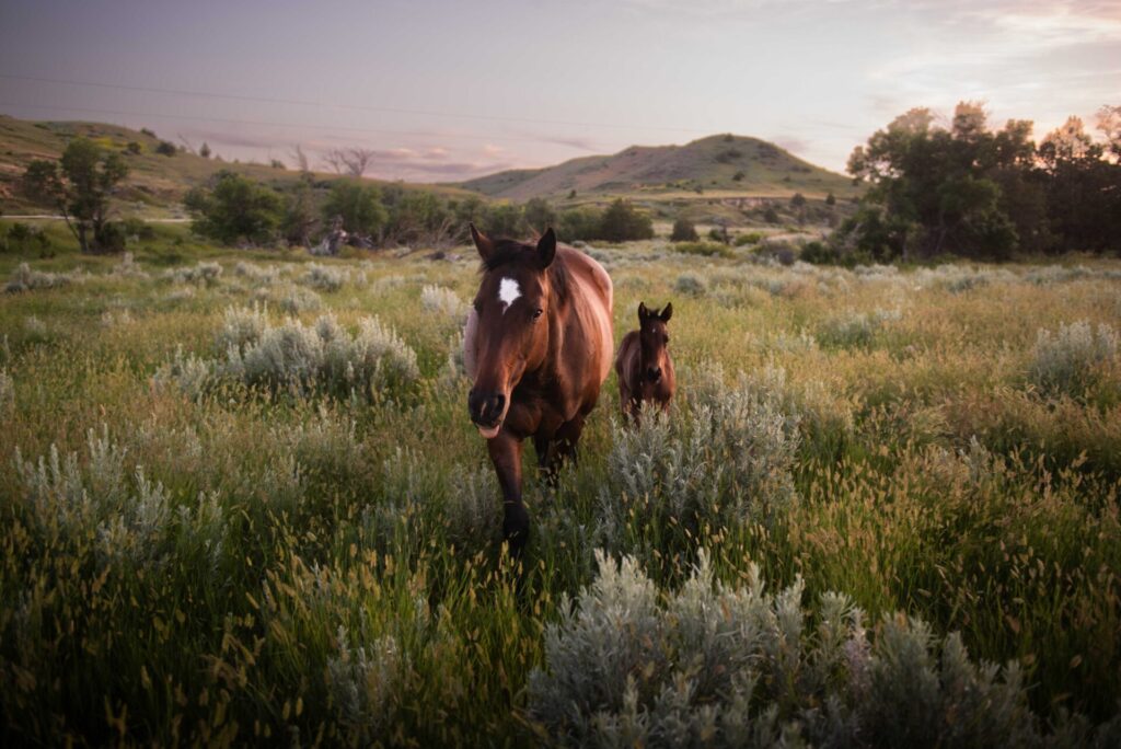 A mare and foal in tall grass.